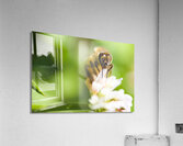 Honey Bee On Clover Flower Acrylic Print