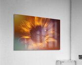 Flower flare Acrylic Print