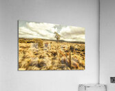 Rugged Australian pastures Acrylic Print