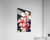 Flowering Pink Periwinkle Acrylic Print