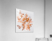 A flurry of peach and gold butterflies Acrylic Print