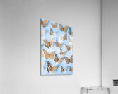 Dancing on a sky blue canvas Acrylic Print