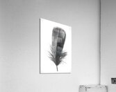 Pencil plume Acrylic Print