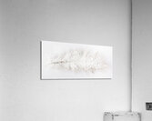 Feathery Acrylic Print
