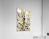 Paddle pop Acrylic Print