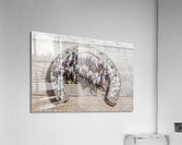 Horse play Acrylic Print