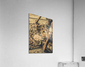 American oak Acrylic Print