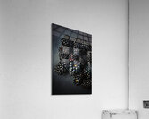 Blackberries on black Acrylic Print