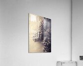 Sunlit berries Acrylic Print