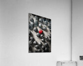 Cherry picked Acrylic Print