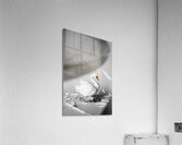Obscured by floating feathers Acrylic Print
