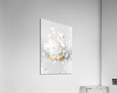 White swan Acrylic Print