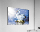 Snowy river swan Acrylic Print