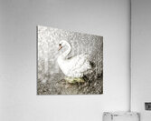 In the mist of rains Acrylic Print