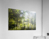 Green Wilds Acrylic Print