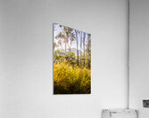 Heartland of Gold Acrylic Print