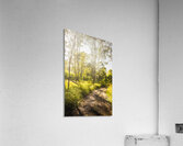 Wilderness Way Acrylic Print