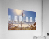 Gently Abounding Acrylic Print