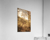 Through Fall Acrylic Print