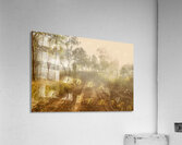 Bushland Backroad Acrylic Print