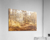 Wooded Trails Acrylic Print