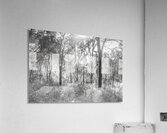 Inland Interplay Acrylic Print