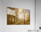 Sunflares And Foliage Acrylic Print