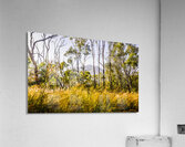 Golden views Acrylic Print