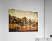 Wild Old Ways Acrylic Print