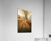 Bucolic Backroad Acrylic Print