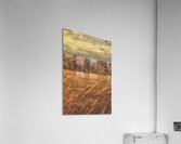 Wind And Fall Fields Acrylic Print