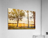 Gin Gin Golden Glow Acrylic Print