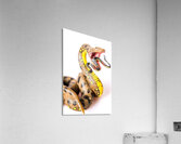 Snake vs Snake Acrylic Print