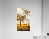 Outback Gold Acrylic Print