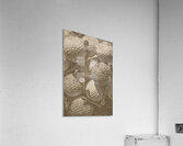 Rough Shot Acrylic Print