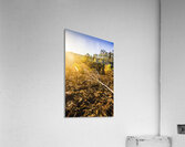 Country Clearing  Acrylic Print