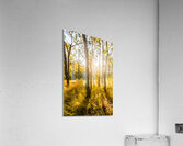 Wooded Light Acrylic Print