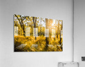 Grasslands Golden Acrylic Print