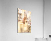 Summery Bee Acrylic Print