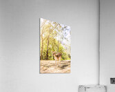Deer Exploring A Sunlit Forest Field Acrylic Print