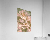 Geranium Wash Acrylic Print