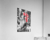 Rooster Red  Acrylic Print
