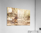 Forest Deer Acrylic Print