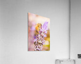 Busy Bee Acrylic Print