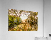 Summer Shading Acrylic Print