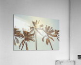 Palmy Summers Acrylic Print
