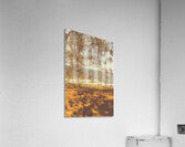 Orange Autumns By The Sea Acrylic Print