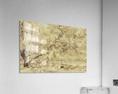 Casuarina Antiquity Acrylic Print