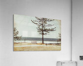 Pining Acrylic Print