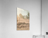 Warm And Rustic Acrylic Print